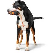 522a04f9e22ea65e99ca1b0f578f4012a654a3e5