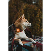 2d46f5dab37cd779c2eae432b4d06f0726fd11ec